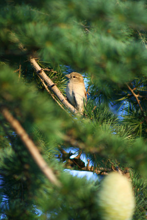 Birdie on pine treeの写真素材