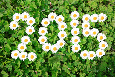 2015 with daisies on shamrocks