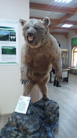 Real brown bear in a small museum at Kovada Lake National Park in Isparta, Turkeyのeditorial素材