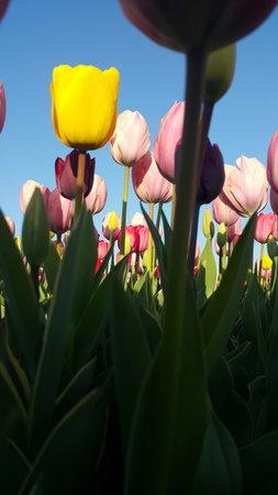 Colorful Tulips in Emirgan Wood, Istanbul, Turkeyの写真素材