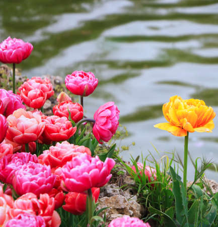 Pink and yellow tulips planted near pond for International Tulip Feast in Emirgan, Istanbul, Turkey.の写真素材