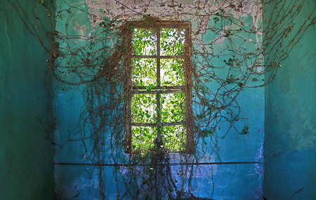 Ivied Window of Abondoned Mansionの写真素材