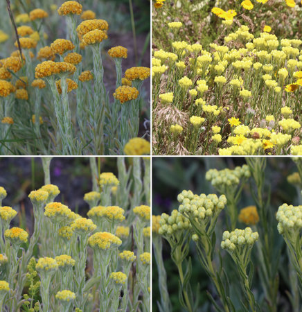 Four Types of Organic Immortelle Flowerの写真素材