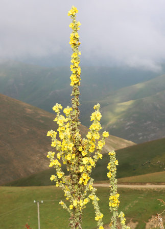 Flowering of the great mullein