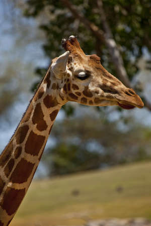 Young Giraffeの写真素材