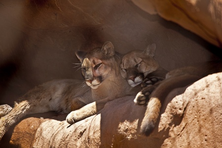 Two Cougars Taking a Napの写真素材