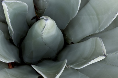 Blue Agave (agave tequilana)の写真素材