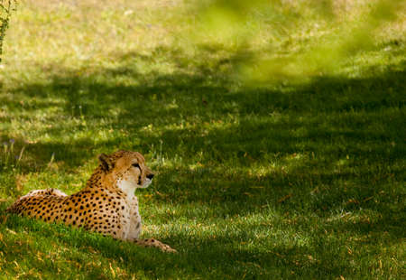 Portrait of a cheetah resting on shaded grass の写真素材