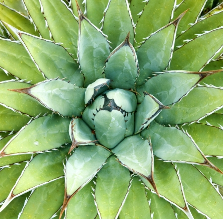 Agave -- Agave arizonica -- plantの写真素材