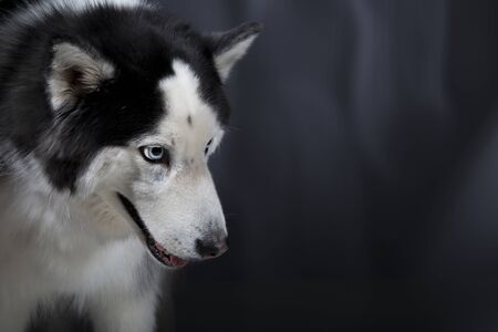Cute Alaskan Malamute Husky breed dog standing and smiling.の写真素材