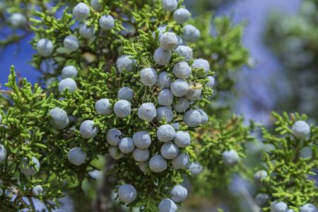Blue Juniper Berries on a Utah Juniper Juniperus osteospermaの写真素材