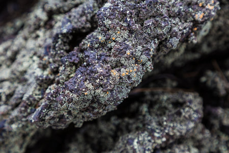Closup of basalt rock with small lichens growing on the surface also useful as a background or...