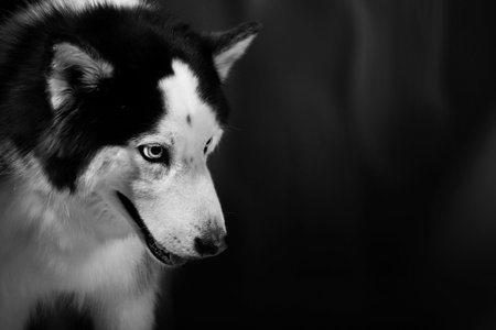 Cute Alaskan Malamute Husky breed dog standing and smiling.の写真素材
