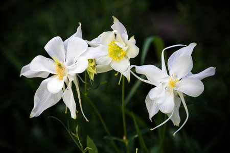 Macro photograph of three wild white columbine flowers (Ranunculaceae Thalictroideae aquilegia)の写真素材