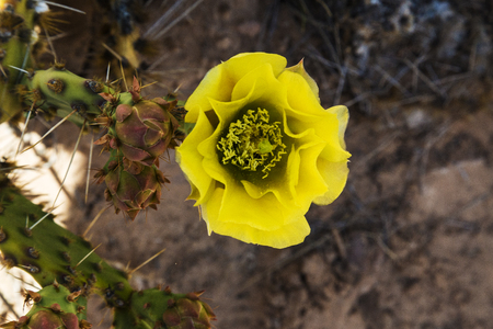 Yellow Prickly Pear cactus (opuntia) flowerの写真素材