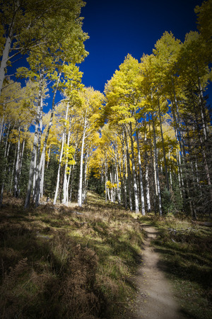 Colorful hiking trail in autumnの写真素材