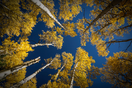 Colorful Arizona quaking aspen and pine forest in autumn along the Kachina Trail near Flagstaff. Looking straight up.の写真素材