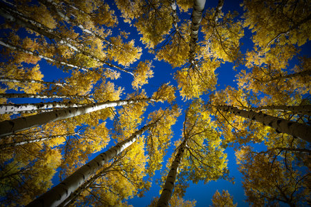 Colorful Arizona quaking aspen and pine forest in autumn along the Kachina Trail near Flagstaff....