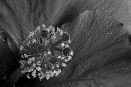 Close up macro image of the center of a hibiscus flower photographed in black and white.の写真素材