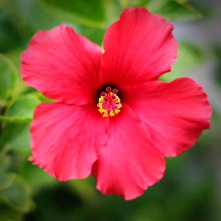 Red tropical hibiscus flower in bloom in Scottsdale Arizonaの写真素材