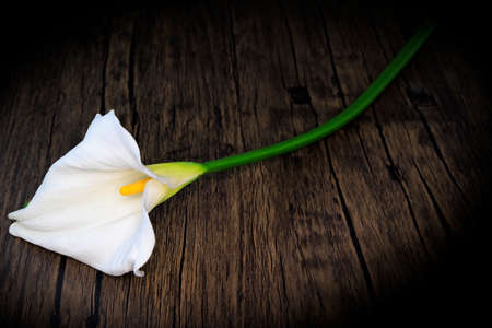 Single white calla lily on a table in soft window light.の写真素材