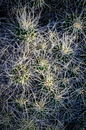 Green cactus with long spines that look like hair.の写真素材
