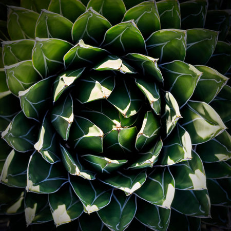 Decorative green and white agave plant abstract macro.の写真素材