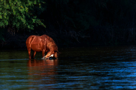 Wild Horse Playing on the Salt River in the Superstition Mountains near Phoenix Arizona at sunset.の写真素材