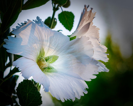 Closeup of a white hollyhock flower in bloom.の写真素材