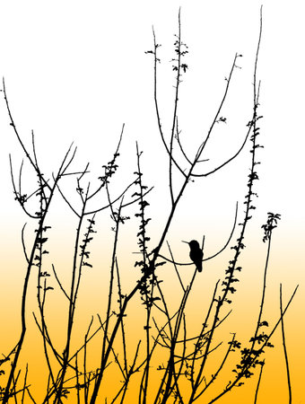 A Hummingbird Silouhette resting on branches. Orange gradient background.の写真素材