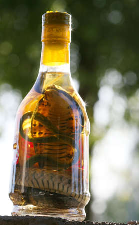 Snake Wine from Vietnamの写真素材