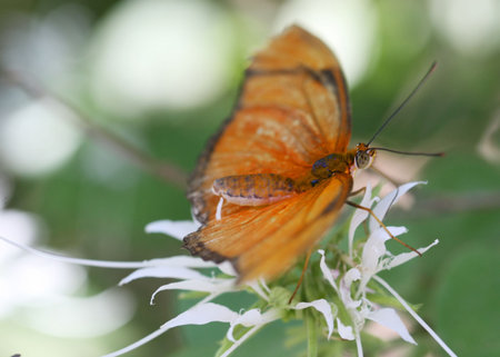 A Julia Longwing Butterfly on a flower