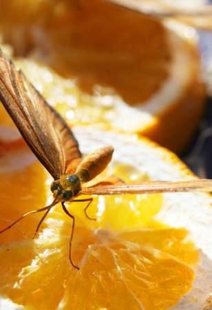 A Julia Longwing Butterfly sucking nectar of an orange sliceの写真素材