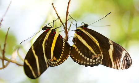 Zebra Longwing butterfly roosting under a tree branch in the desert. ( Heliconius Charitonius)の写真素材