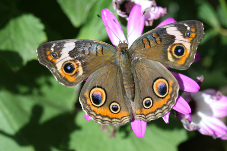 A beautiful buckeye butterfly resting on a flower. (Junonia Coenia). The buckeye is a medium-sized butterfly with two large multicolored eyespots on hindwings and one large eyespot on forewings.の写真素材