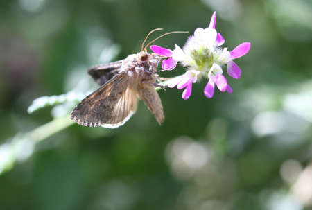 Close Up shot of a butterfly in mid flight feed on a flowers nectarの写真素材
