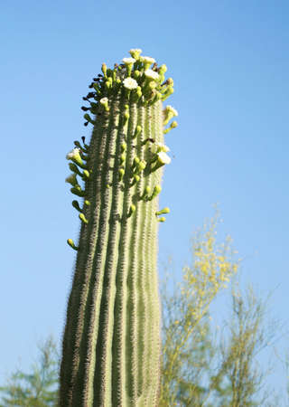 Looking Up at a large desert cactus with flowers blooming on the top. の写真素材
