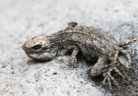 A dead lizard on a rockの写真素材