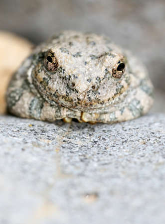 A Canyon Tree Frog staring at the camera. These frogs cling to the rocks and appear catatonicの写真素材