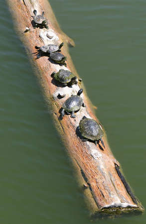 A group of turtles enjoys a sunny day on a log floating on a pondの写真素材