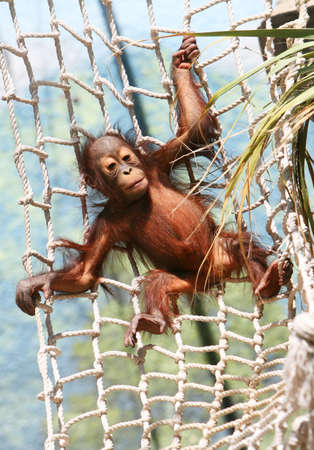 A  gorilla is swinging playfully on a rope net. の写真素材