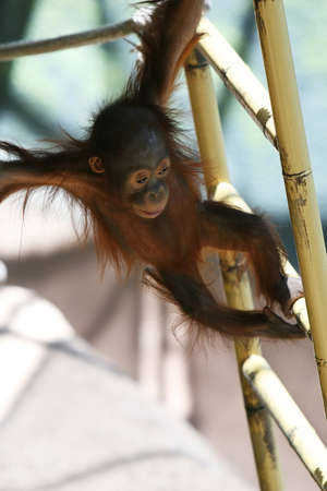 A  gorilla holds on with his arm and feet underneath a bamboo ladderの写真素材