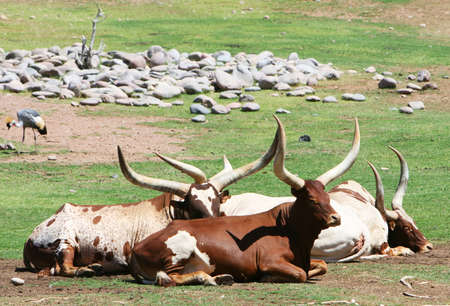 Big horned cattle steer sitting around on a prairieの写真素材