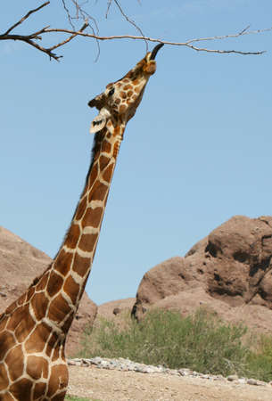 A giraffe stretches it's long neck to reach a branch high up. He is sticking out his tongue and licking the branch. No other animal can reach up this highの写真素材