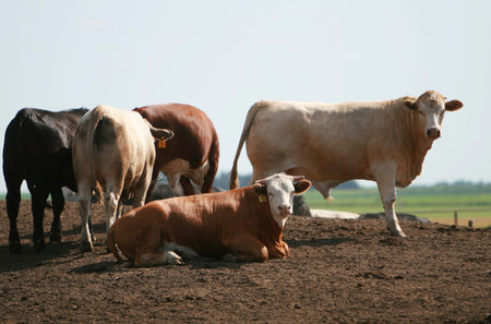 A group of cows wait to be slaughtered and eaten as hamburgersの写真素材