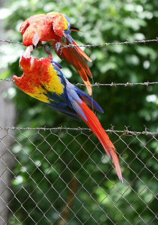 Two scarlet macaws play with each other on a fence