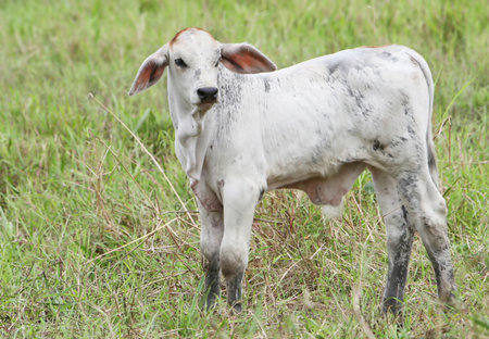 A  cow is grazing on some tasty grassの写真素材