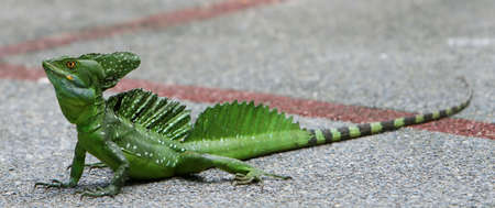 An emerald basilisk full length. An amazing creature to watchの写真素材