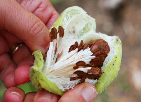 Two hands split open the milkweed pod to reveal the seeds insideの写真素材