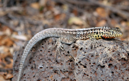 A small land iguana endemic to the Galapagos Islands, Ecuadorの写真素材